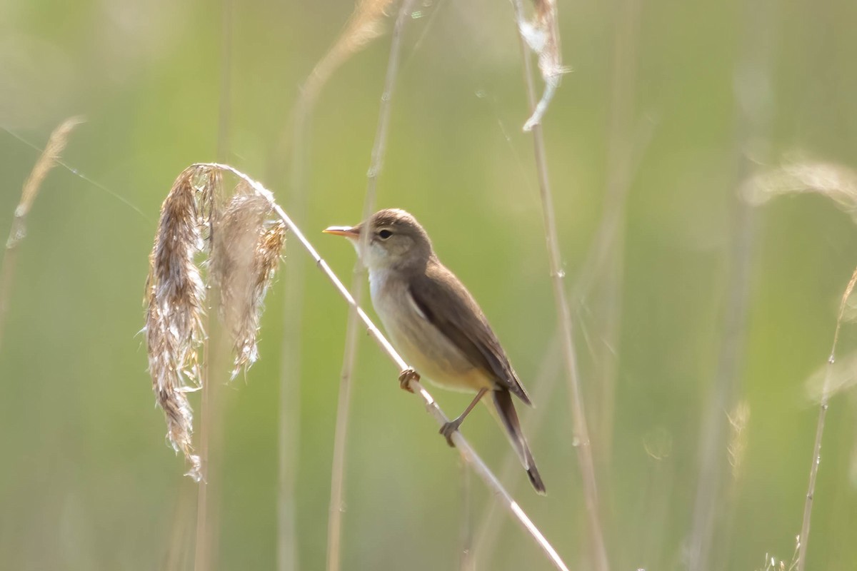 Common Reed Warbler - ML580806181