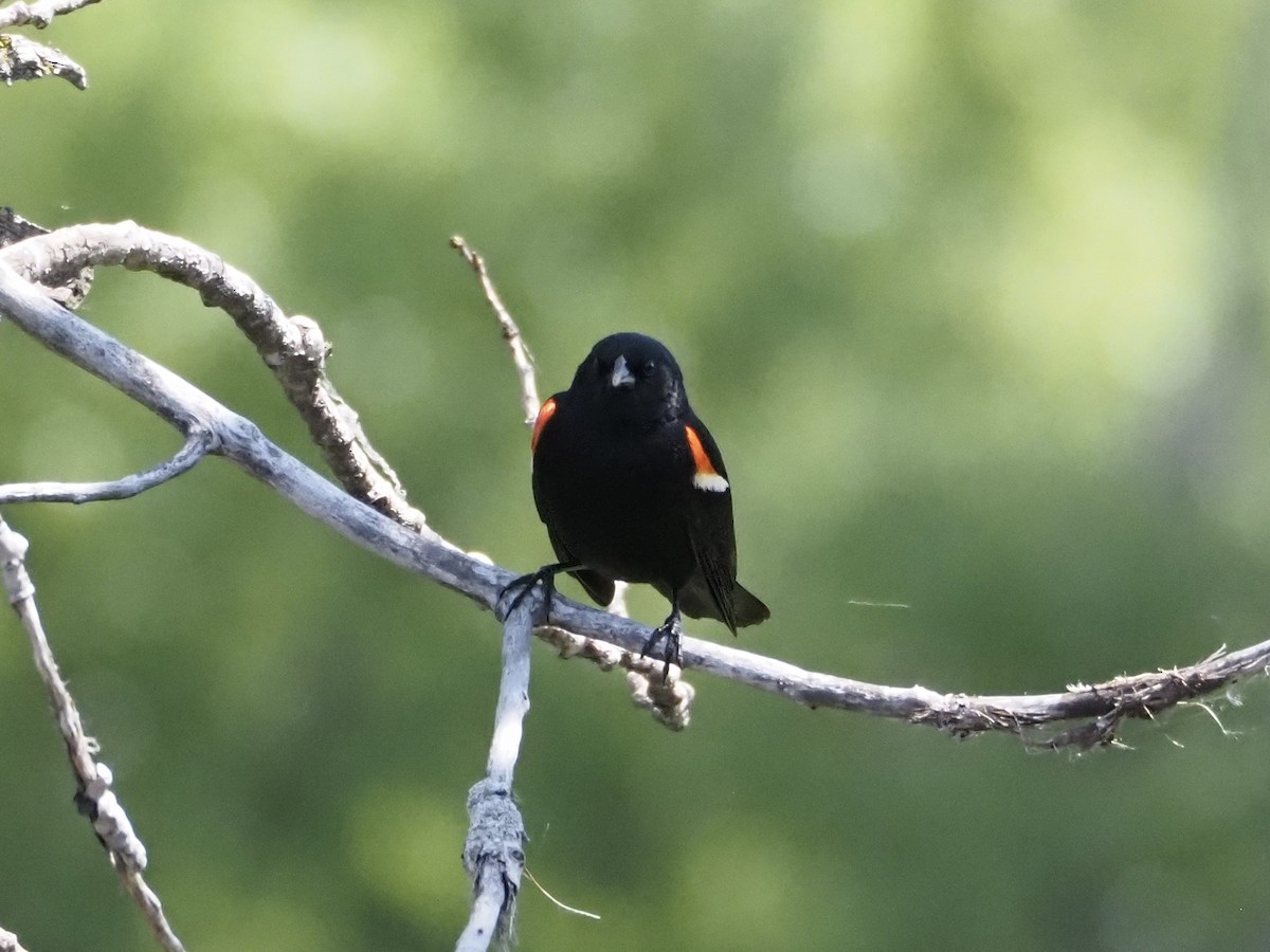 Red-winged Blackbird - ML580806741
