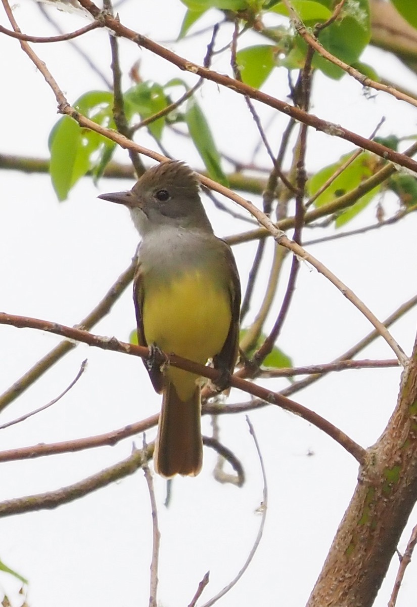 Great Crested Flycatcher - ML580807511
