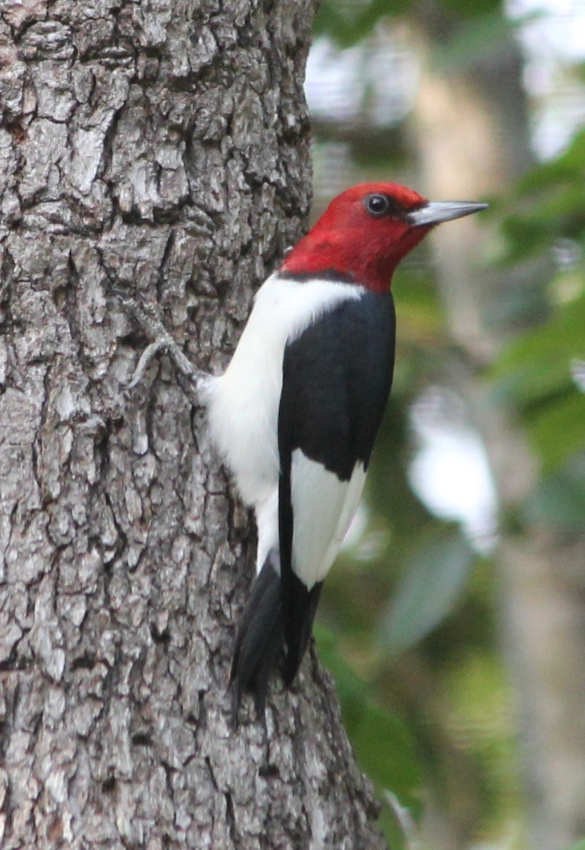 Red-headed Woodpecker - Raymond Nojek