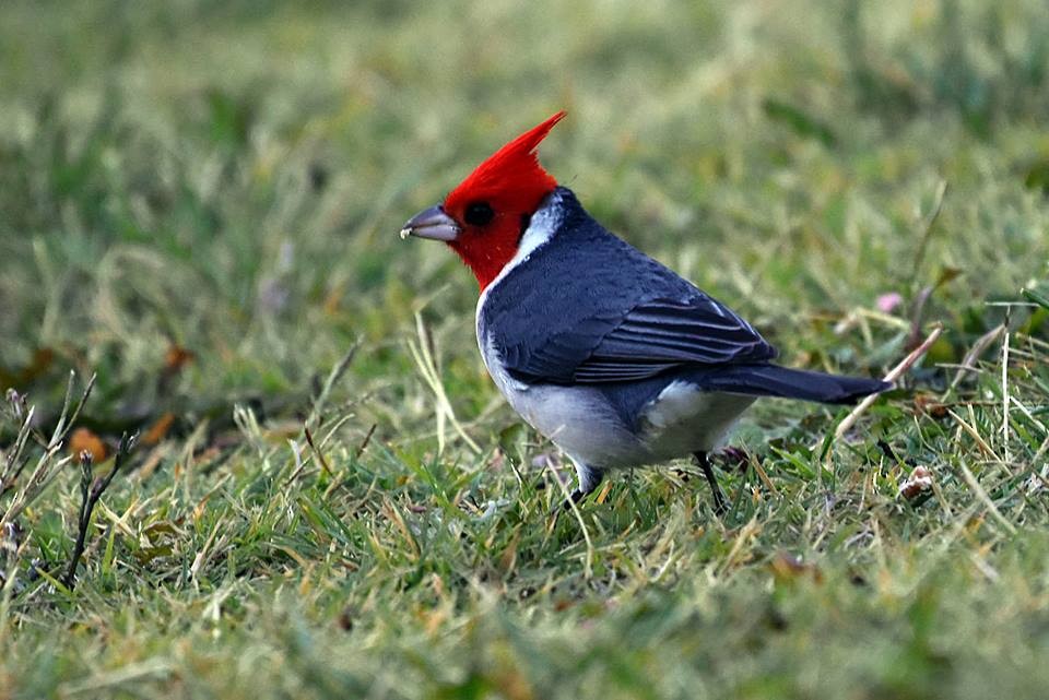 Red-crested Cardinal - COA ROCA ÑACURUTÚ