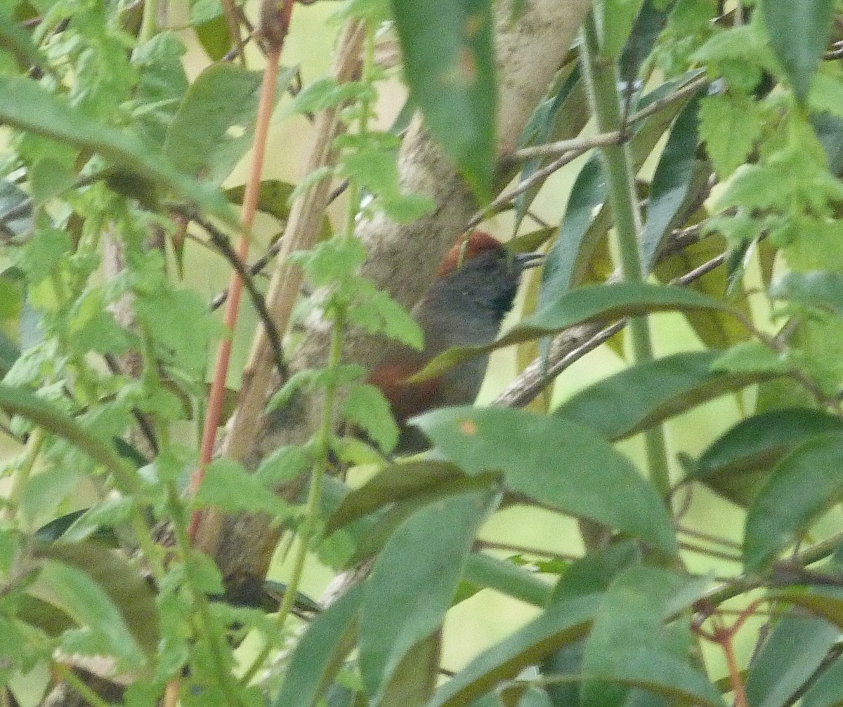 Cinereous-breasted Spinetail - ML580813501