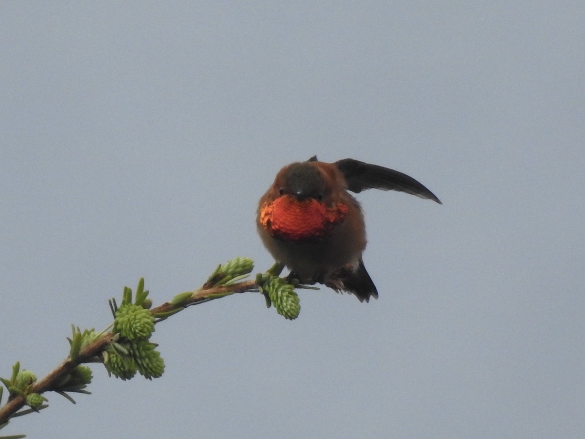 Rufous Hummingbird - ML580814451