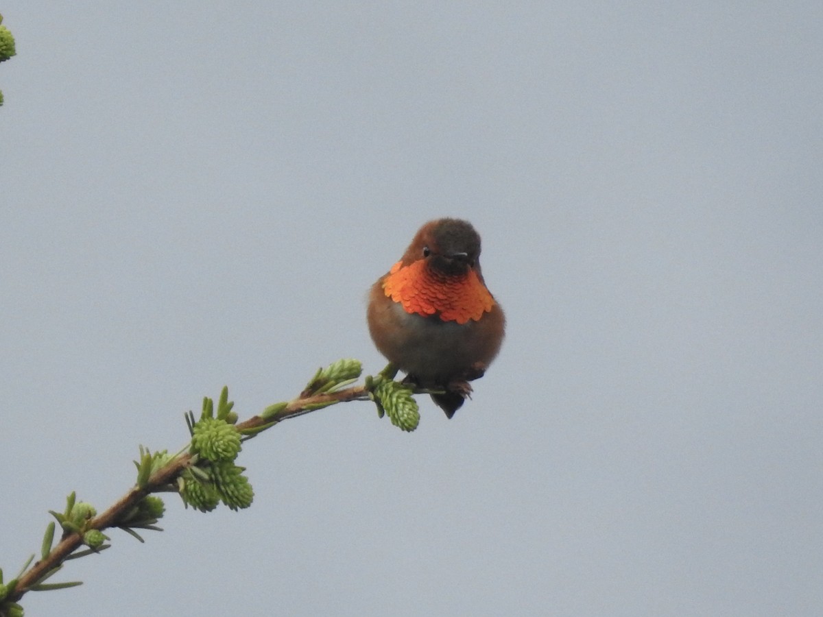 Rufous Hummingbird - ML580814481