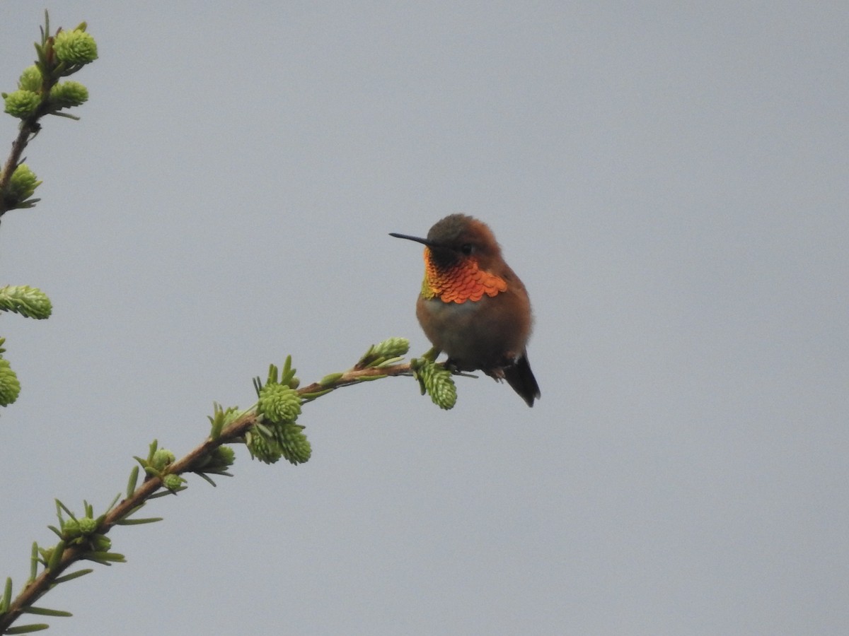 Rufous Hummingbird - ML580814491