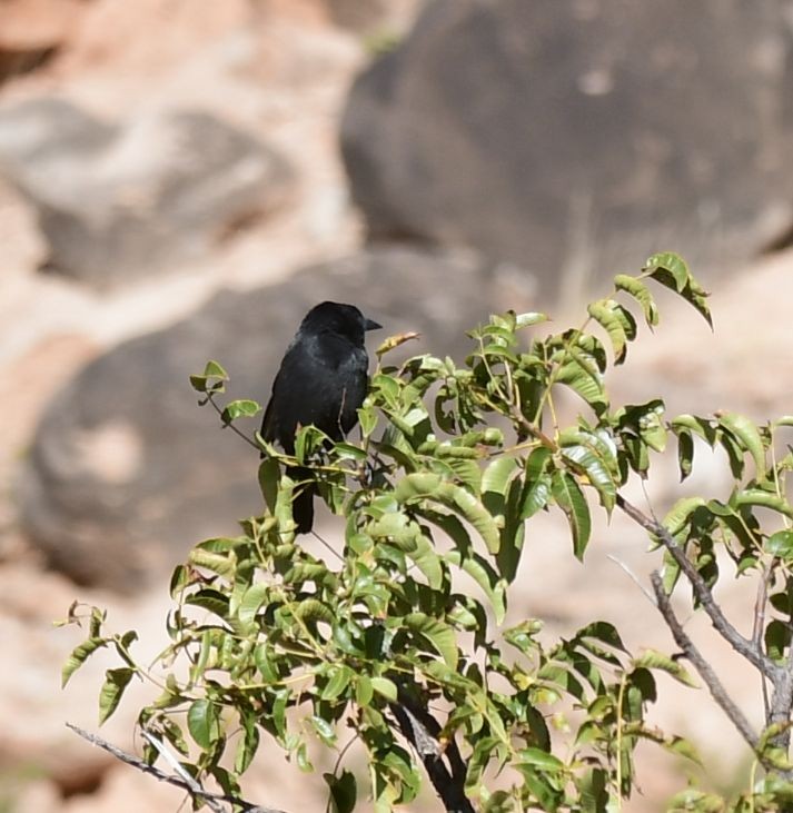 Bolivian Blackbird - ML580814651