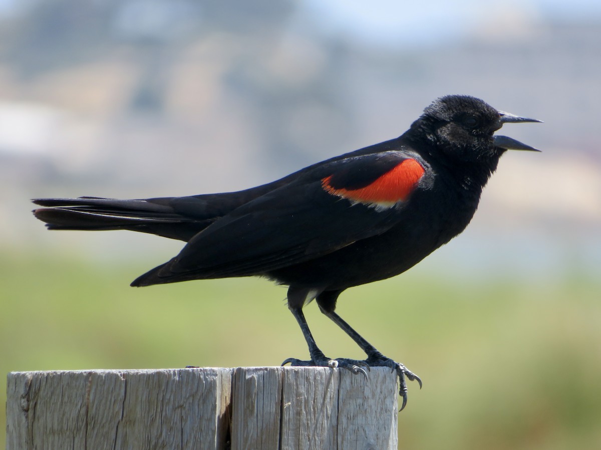 Red-winged Blackbird - Anita Toney