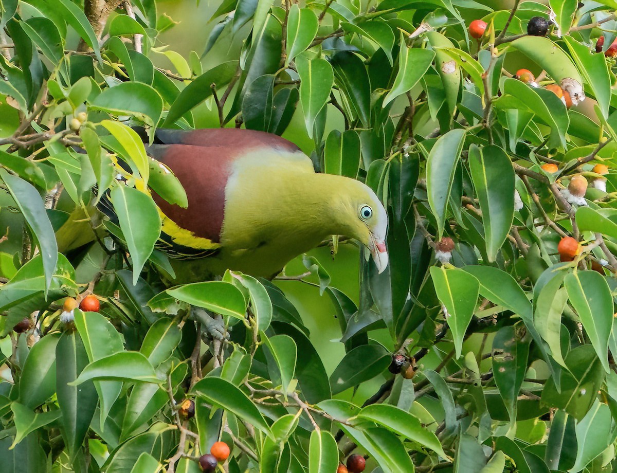 Philippine Green-Pigeon - ML580816721