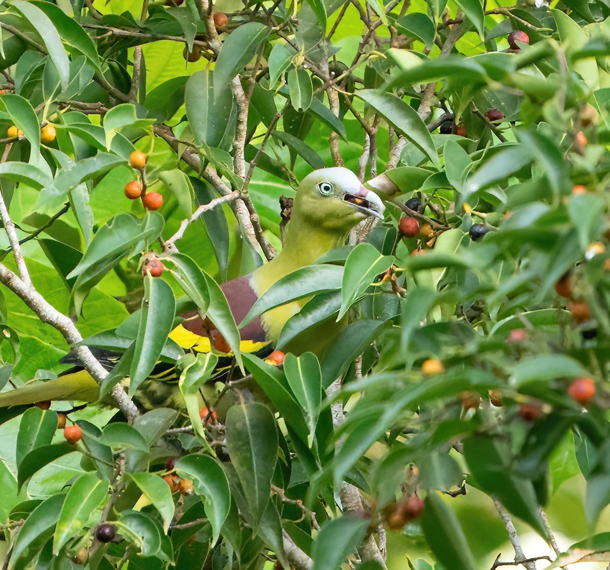 Philippine Green-Pigeon - ML580816731