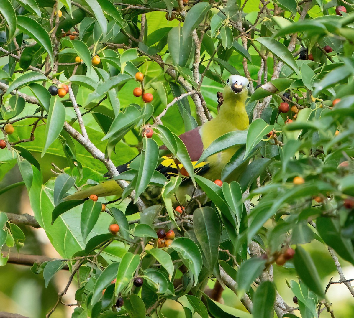 Philippine Green-Pigeon - ML580816741