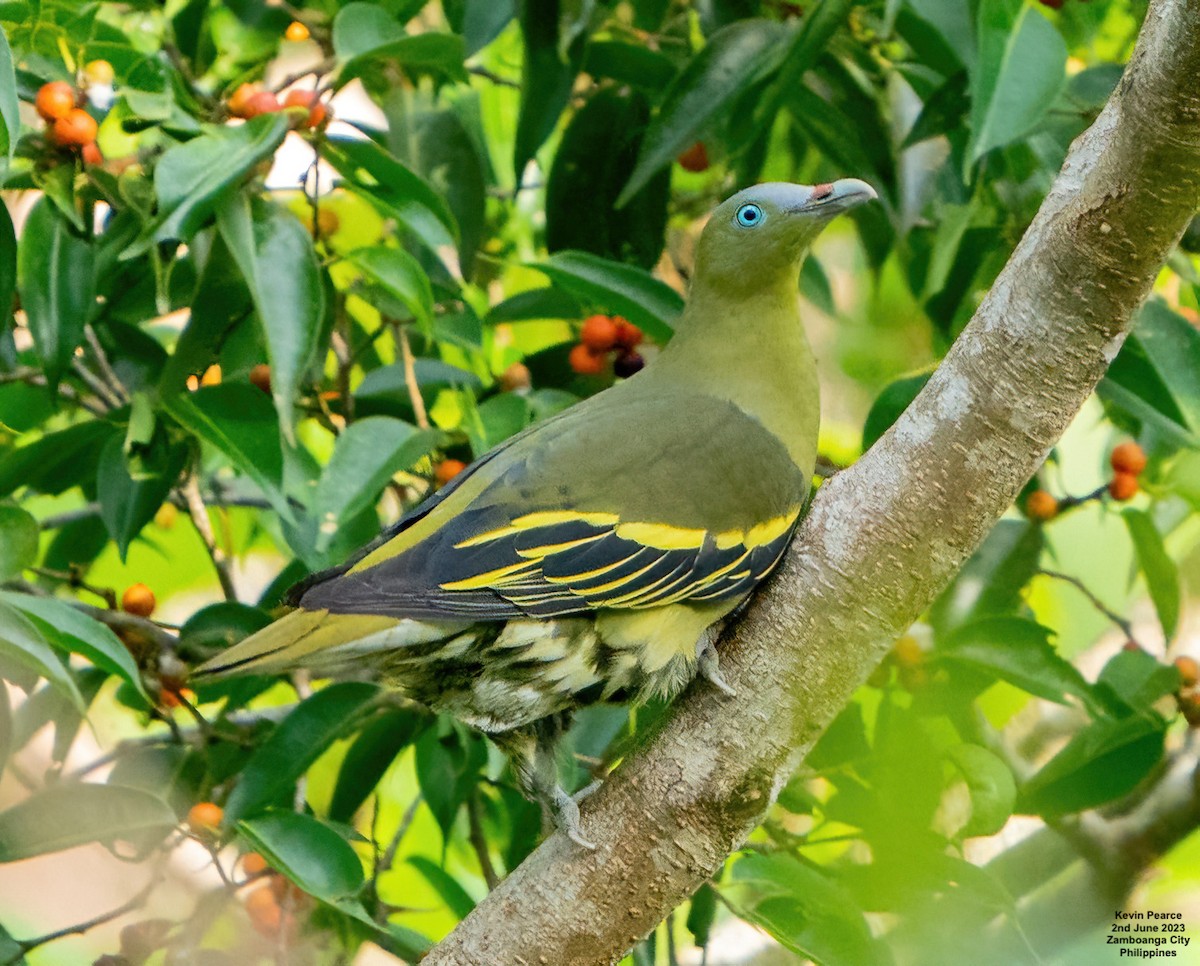 Philippine Green-Pigeon - ML580816751
