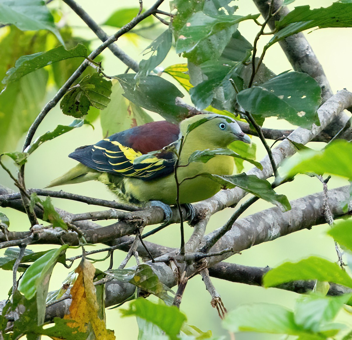 Philippine Green-Pigeon - ML580816761