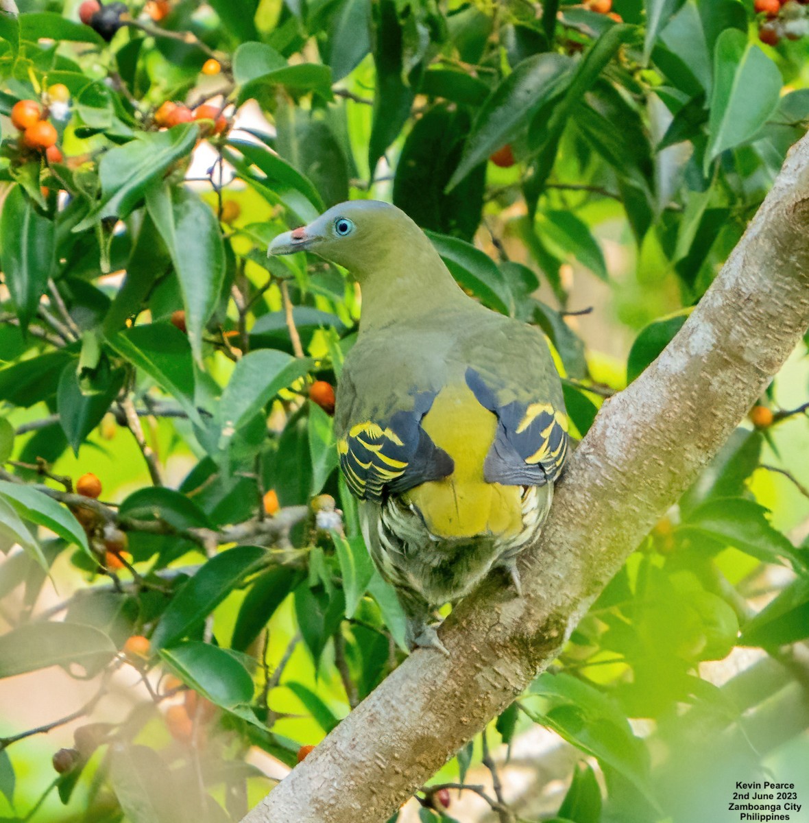 Philippine Green-Pigeon - ML580816771