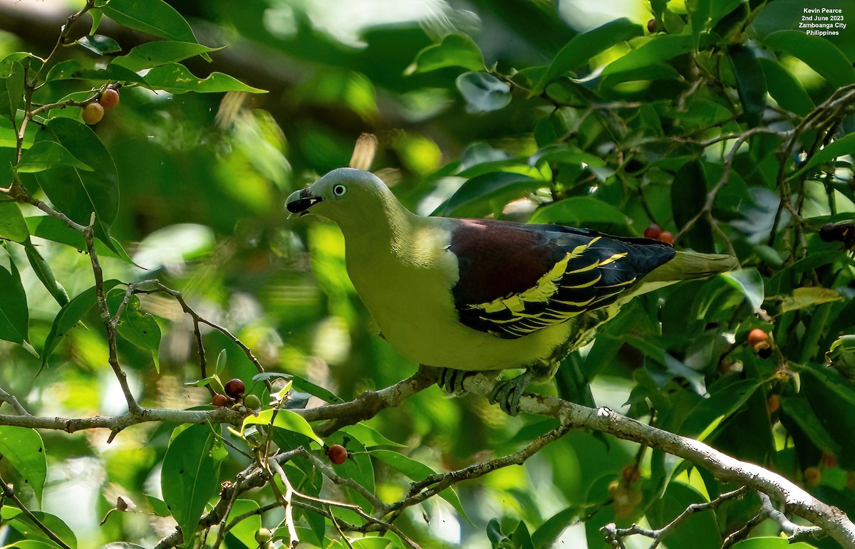 Philippine Green-Pigeon - ML580816781