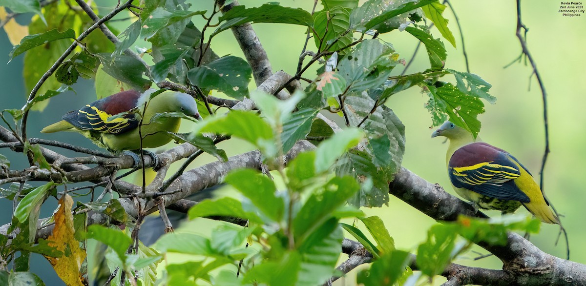 Philippine Green-Pigeon - ML580816831
