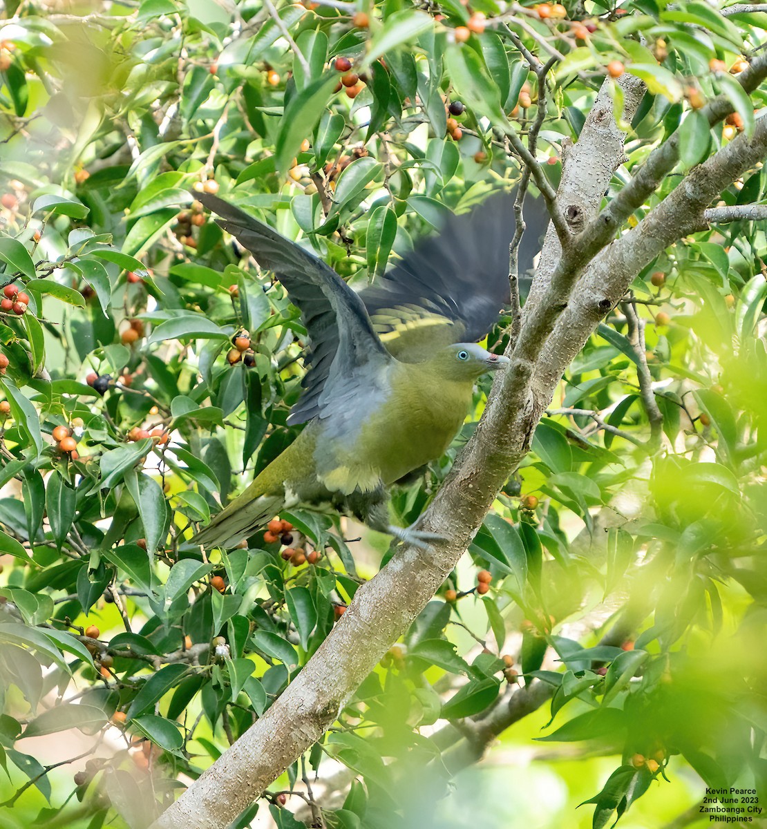 Philippine Green-Pigeon - ML580816841