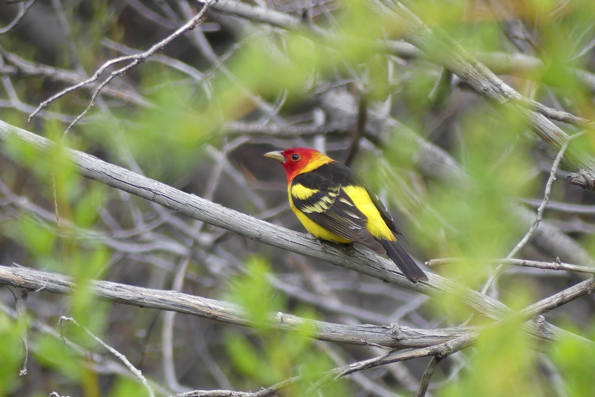Western Tanager - ML580817031