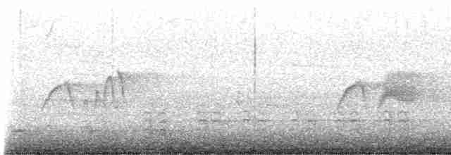 Светлобрюхий фиби - ML580819951