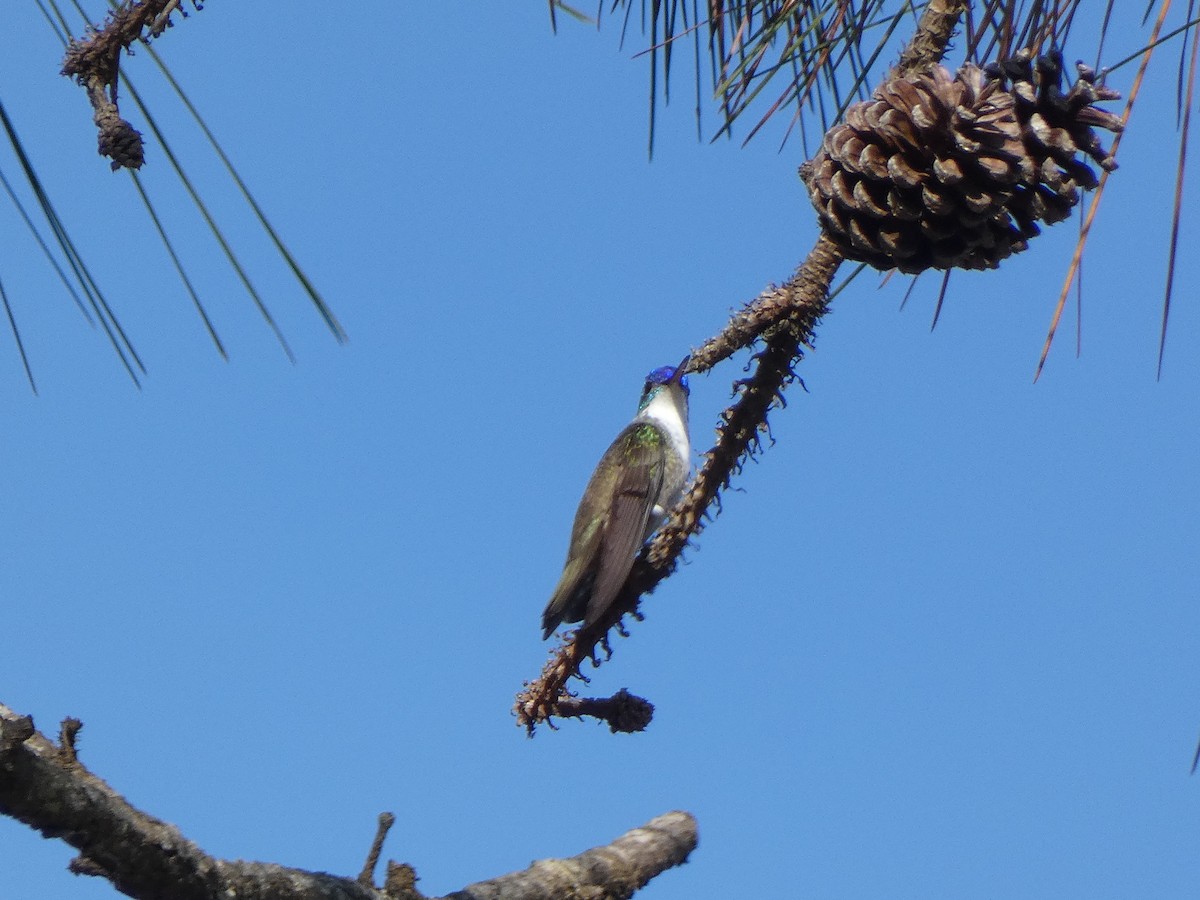 Azure-crowned Hummingbird - ML580820741