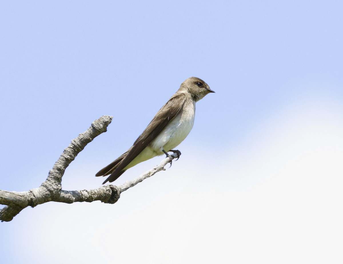 Northern Rough-winged Swallow - ML580823671