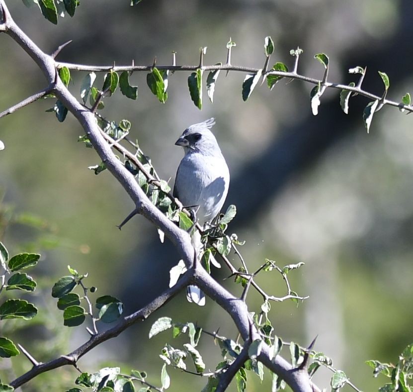 Gray-crested Finch - ML580826061