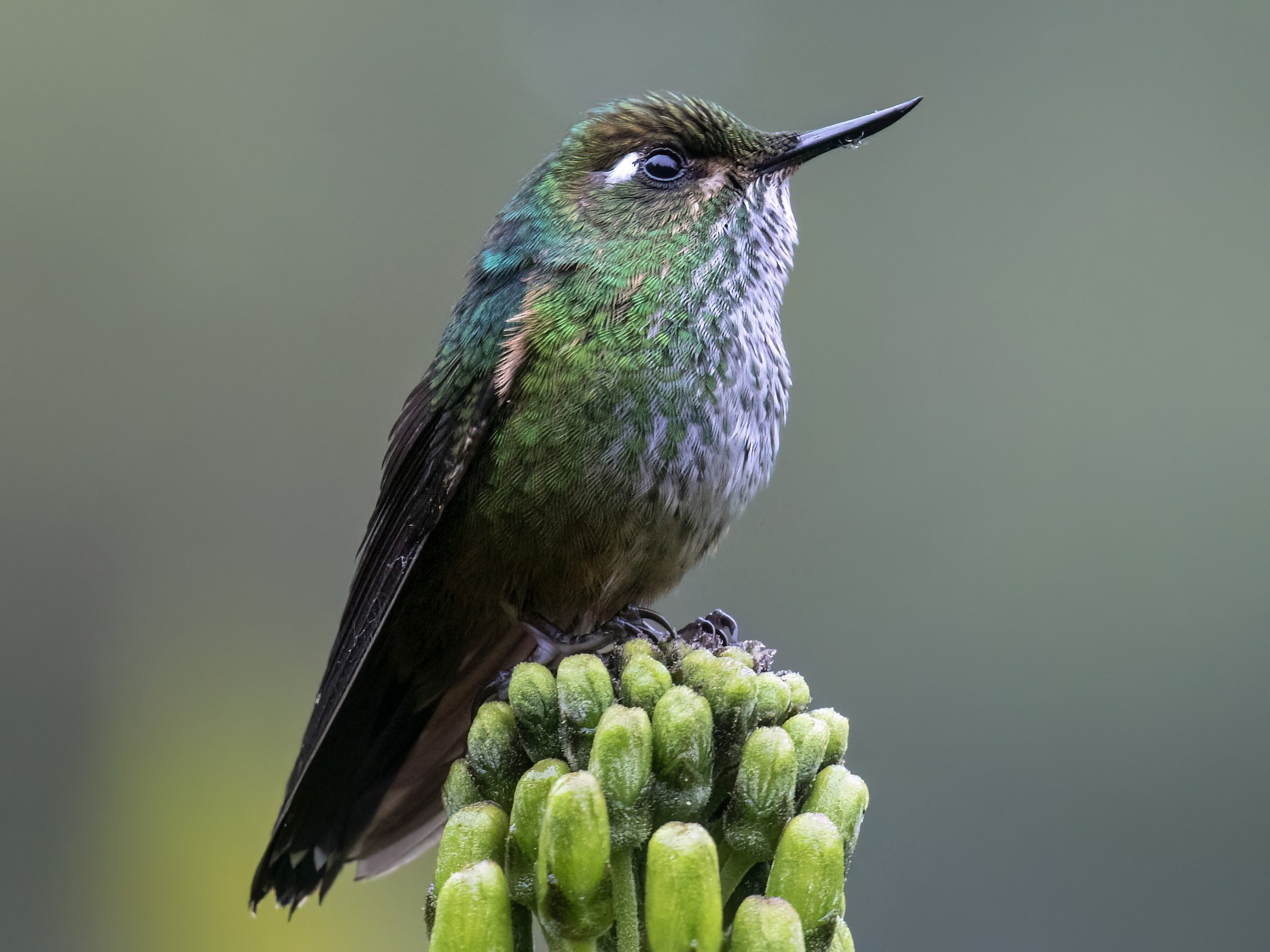 Fleckenbauchkolibri - Dušan Brinkhuizen