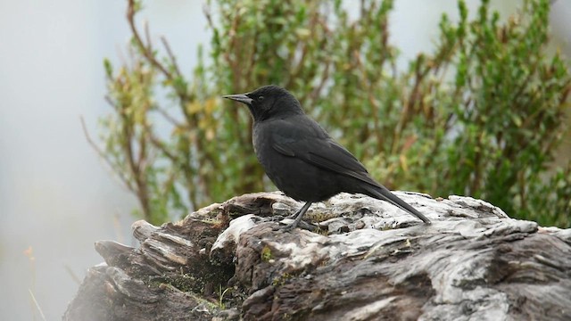 Austral Blackbird - ML580828871