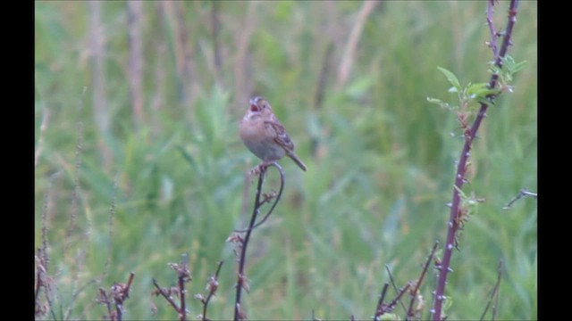 Grasshopper Sparrow - ML580828881