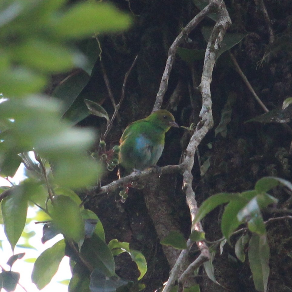 Rufous-winged Tanager - ML580832401