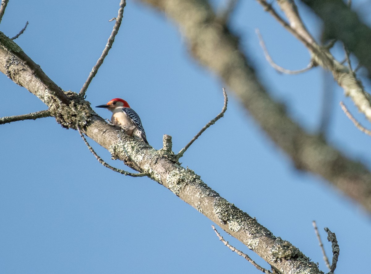 Red-bellied Woodpecker - ML580833341