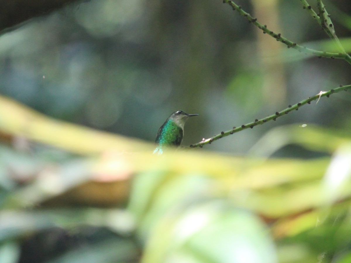 Emerald-chinned Hummingbird - ML580833351
