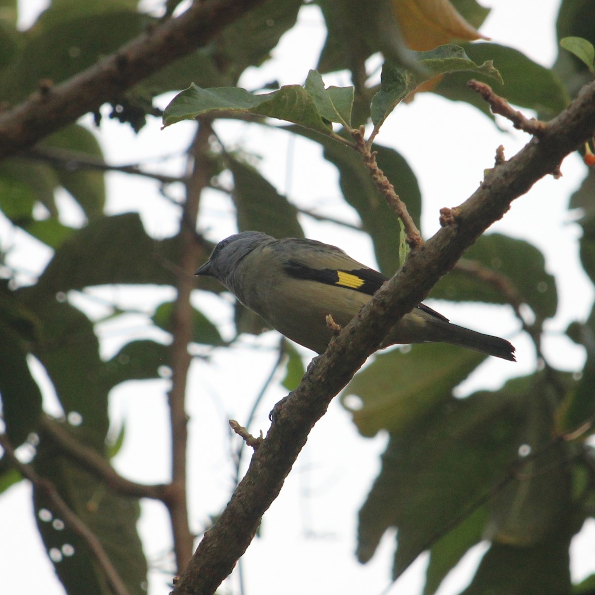 Yellow-winged Tanager - ML580834101