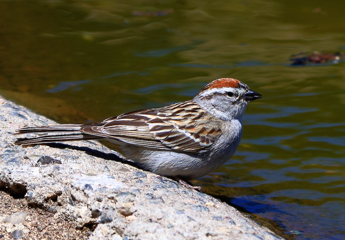 Chipping Sparrow - ML580835451