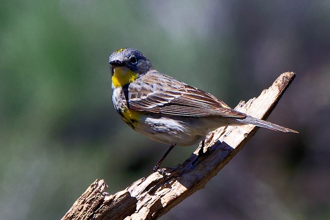 Yellow-rumped Warbler (Audubon's) - ML580838691