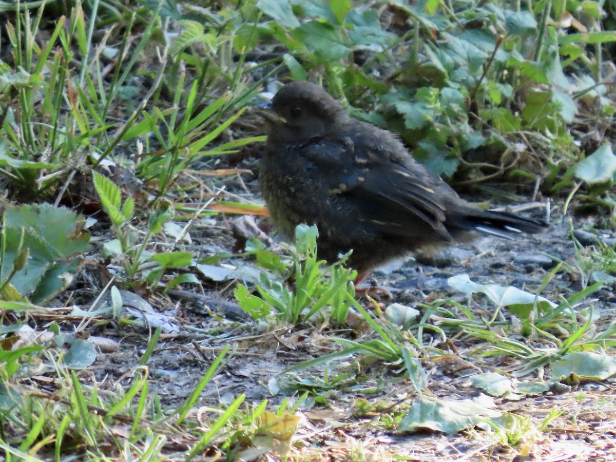 Spotted Towhee - ML580839661