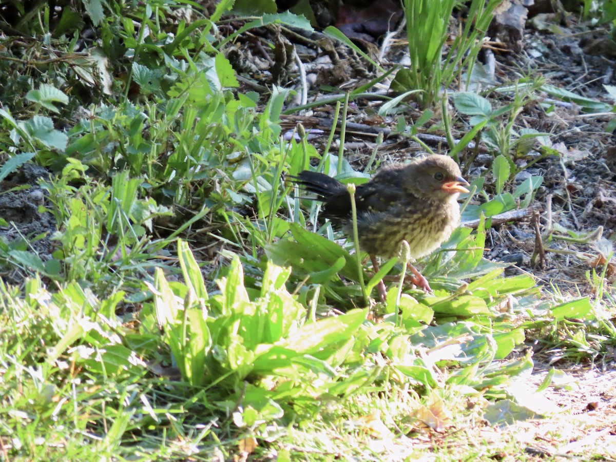 Spotted Towhee - ML580839671