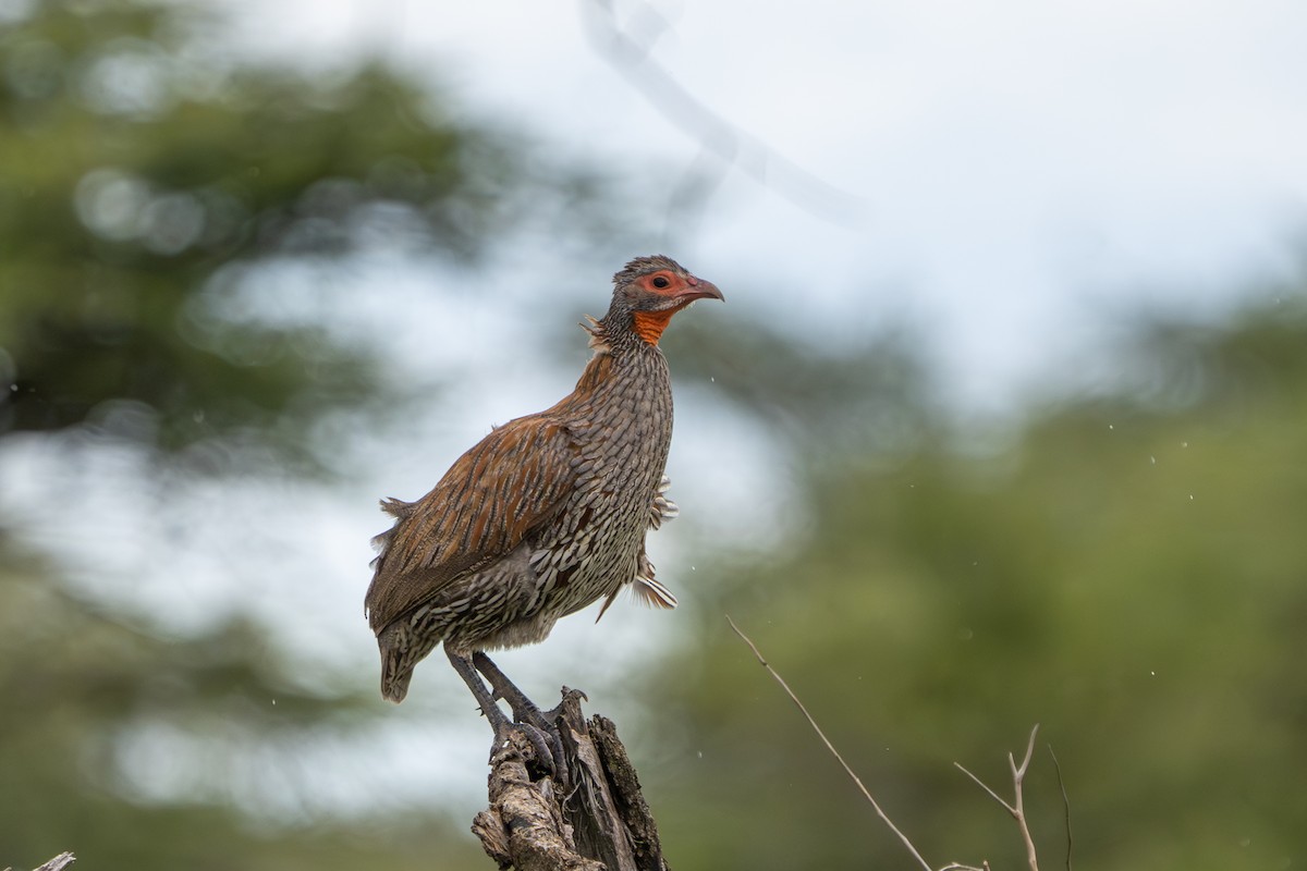 Gray-breasted Spurfowl - ML580840561