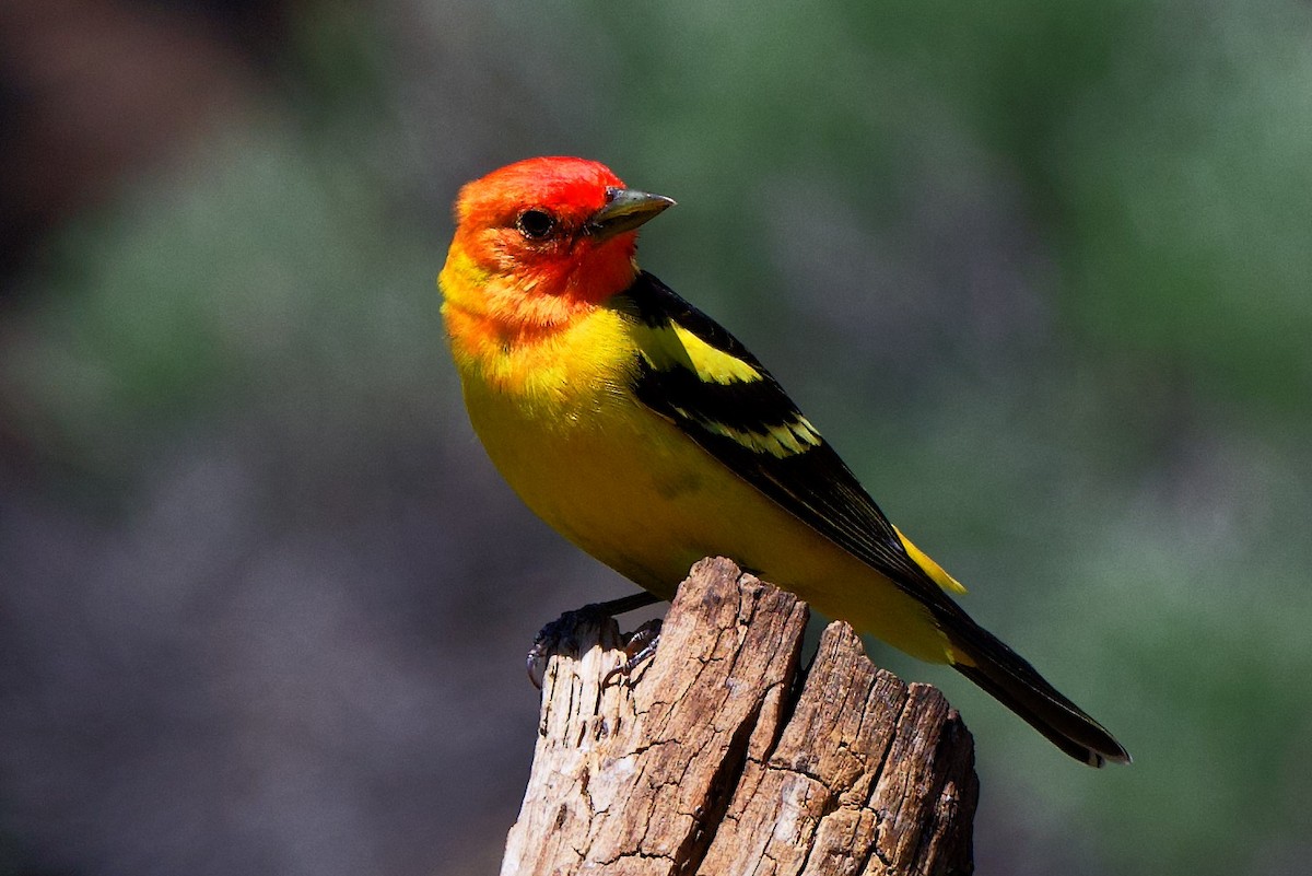 Western Tanager - ML580841451