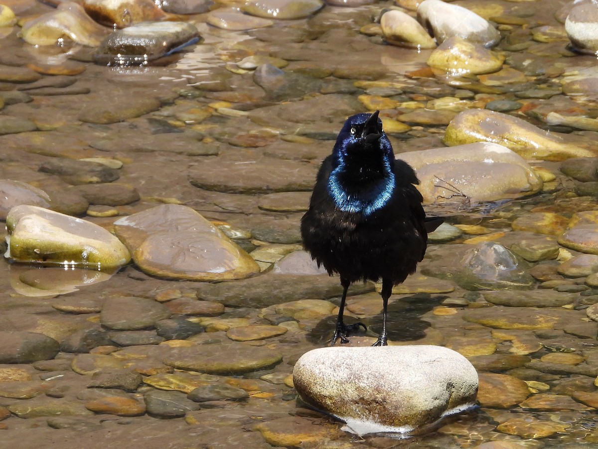 Common Grackle - ML580848451