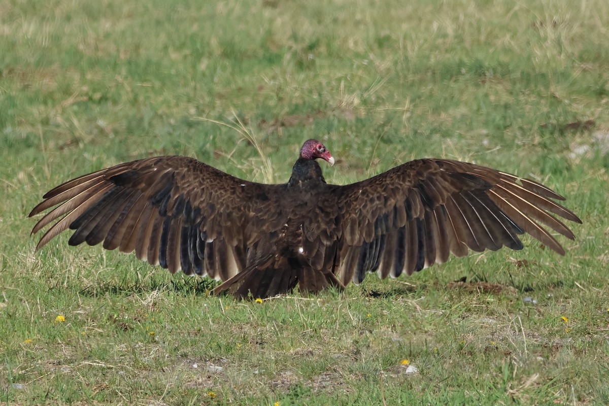 Turkey Vulture - ML580848761