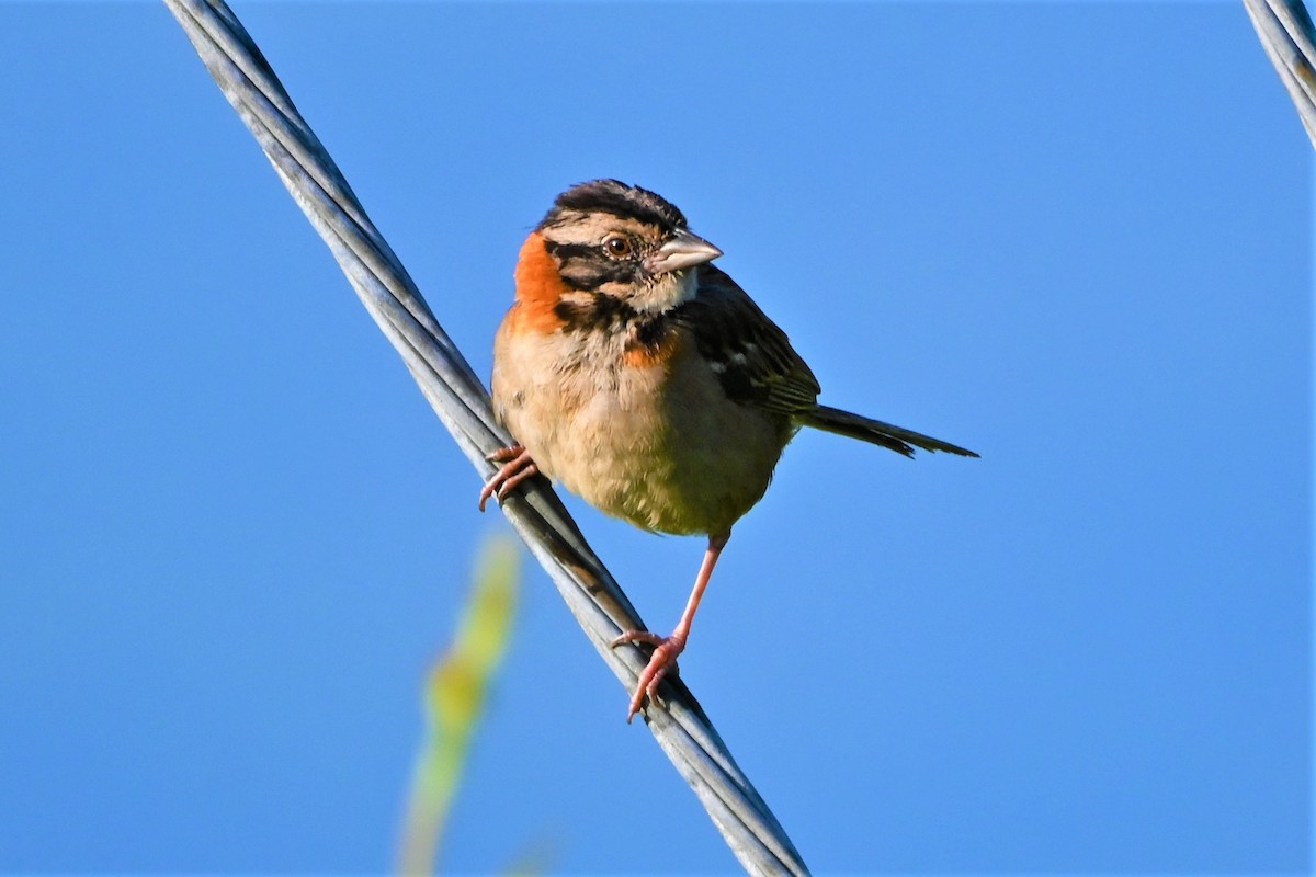 Rufous-collared Sparrow - Geoffrey Newell