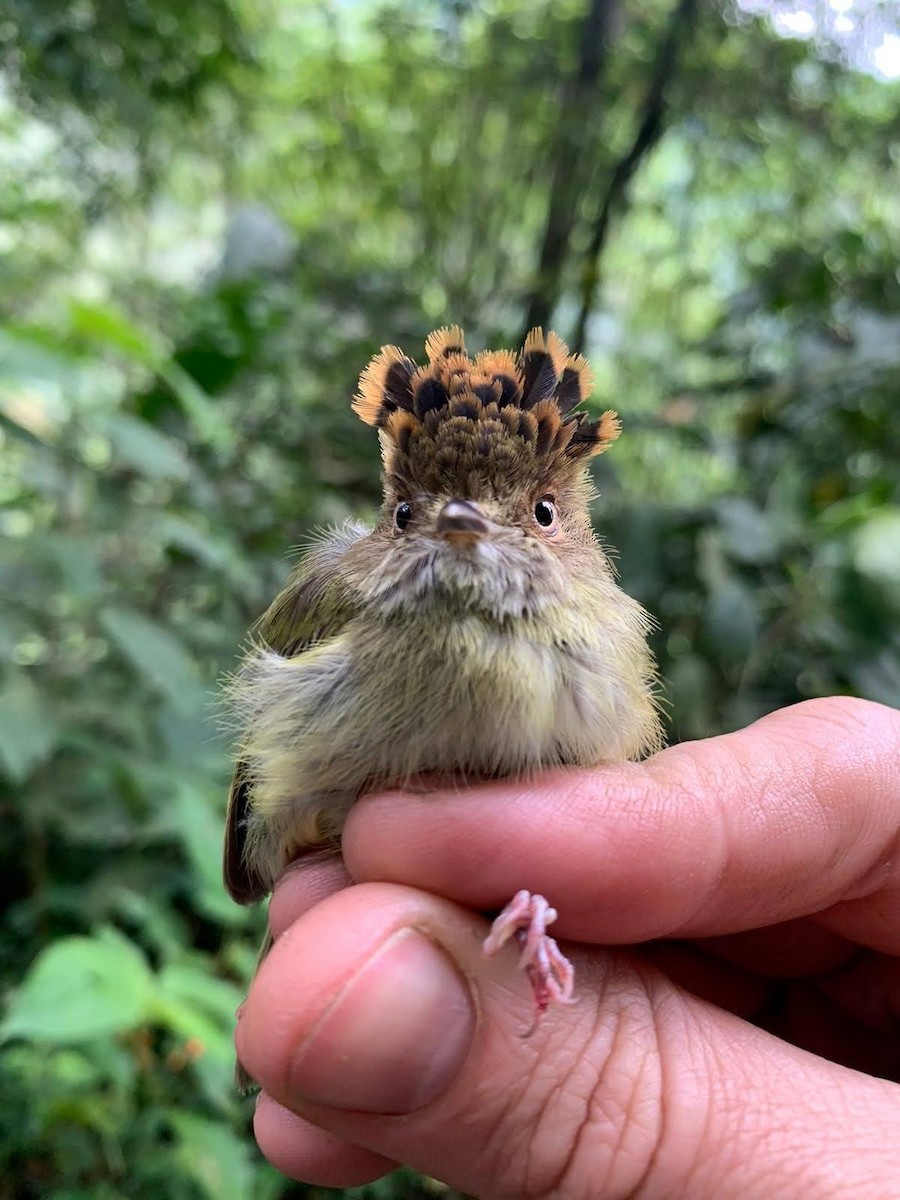 Scale-crested Pygmy-Tyrant - ML580850191