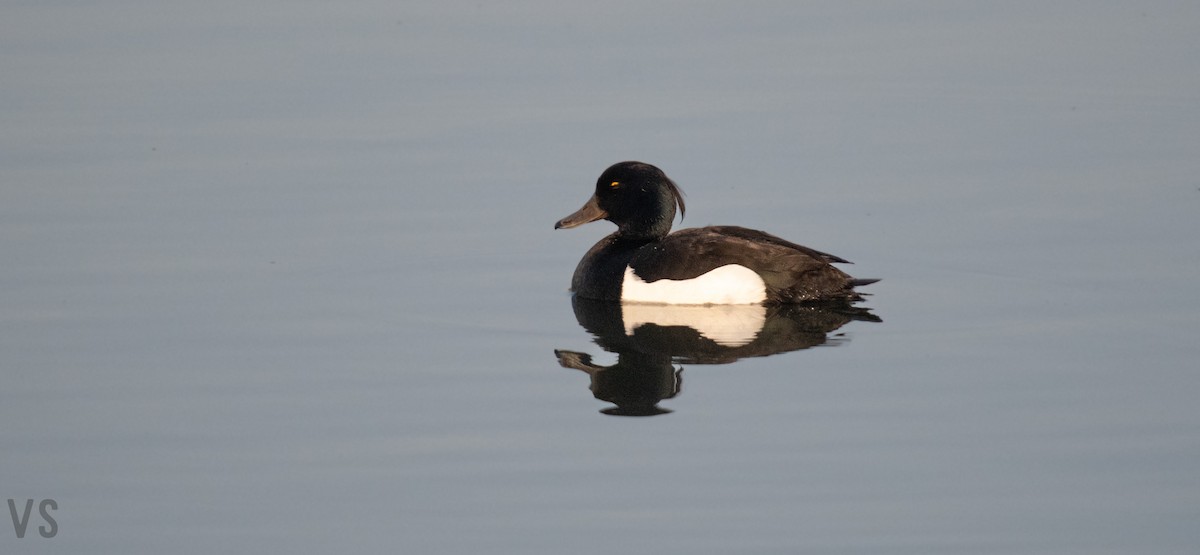 Tufted Duck - ML580853461