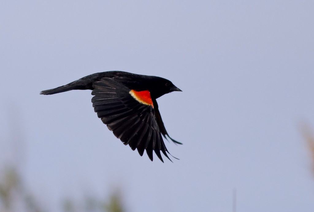 Red-winged Blackbird - John Gluth