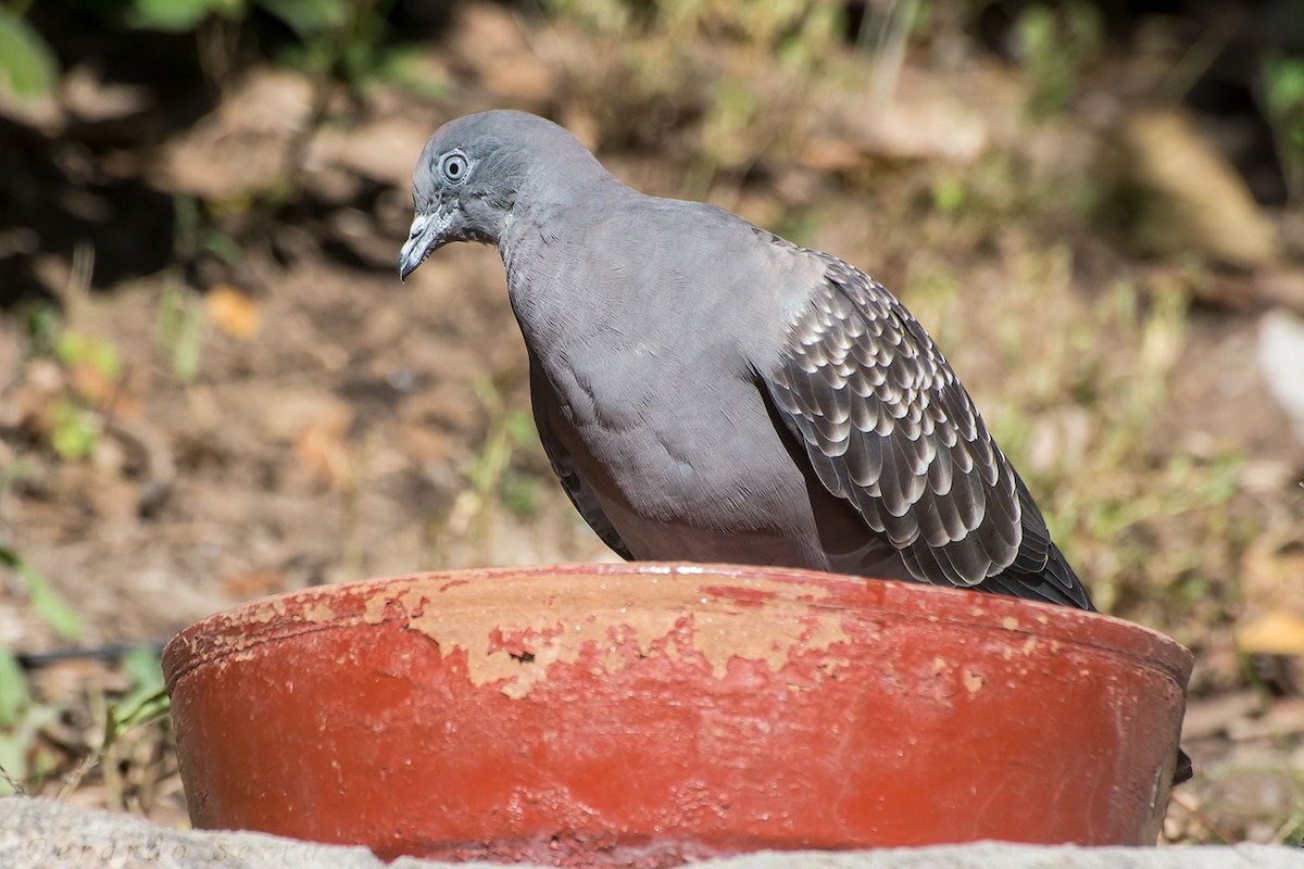 Spot-winged Pigeon - Gerardo Serra