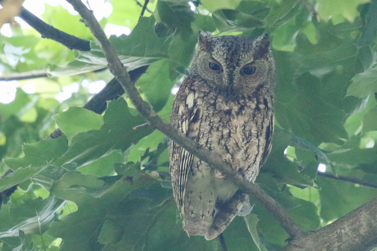 Eastern Screech-Owl - Jelmer Poelstra