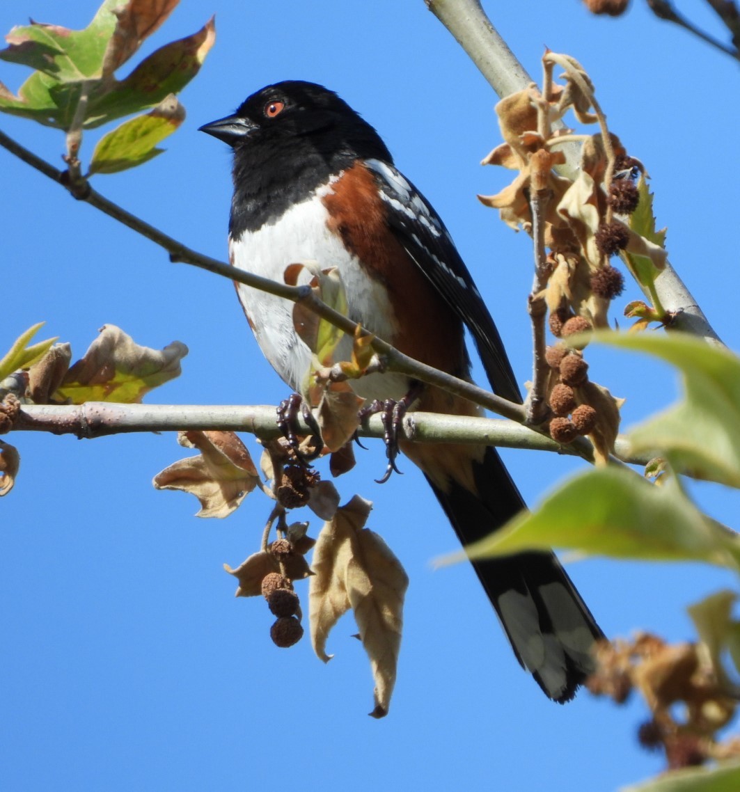 Spotted Towhee - ML580862601