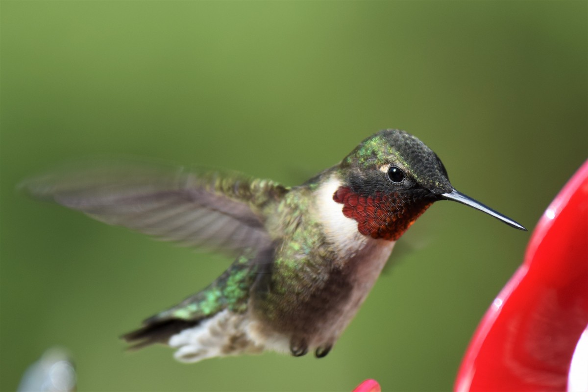 Ruby-throated Hummingbird - Ken Milender