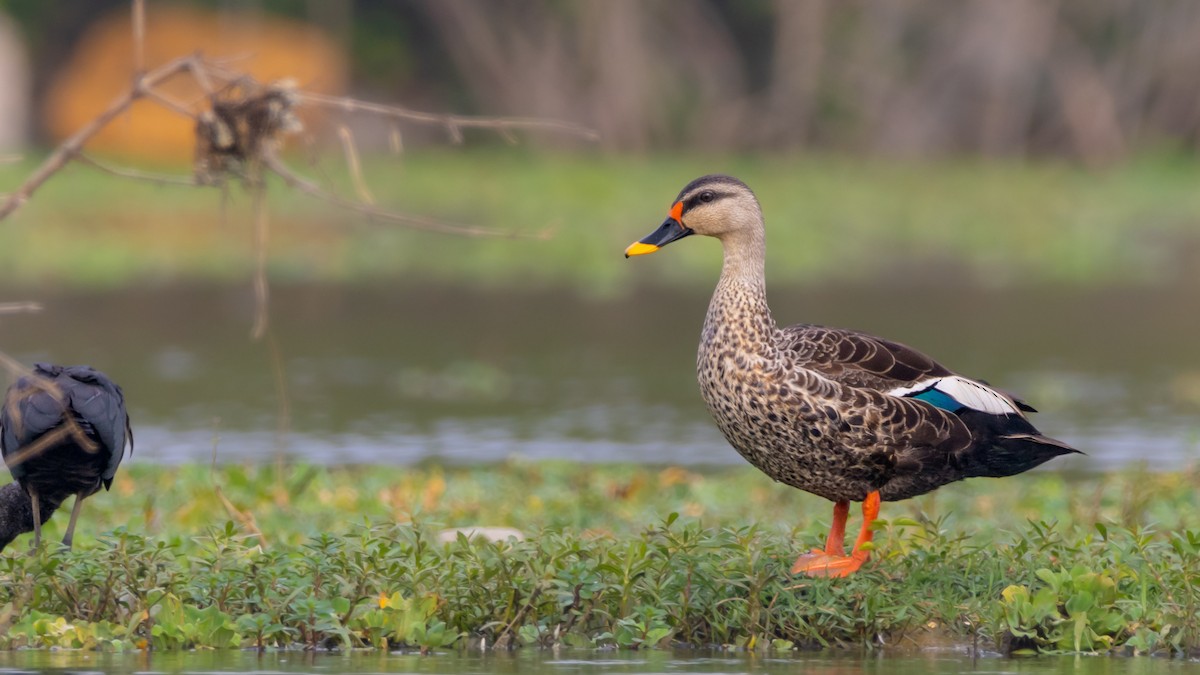 Indian Spot-billed Duck - Vikram S