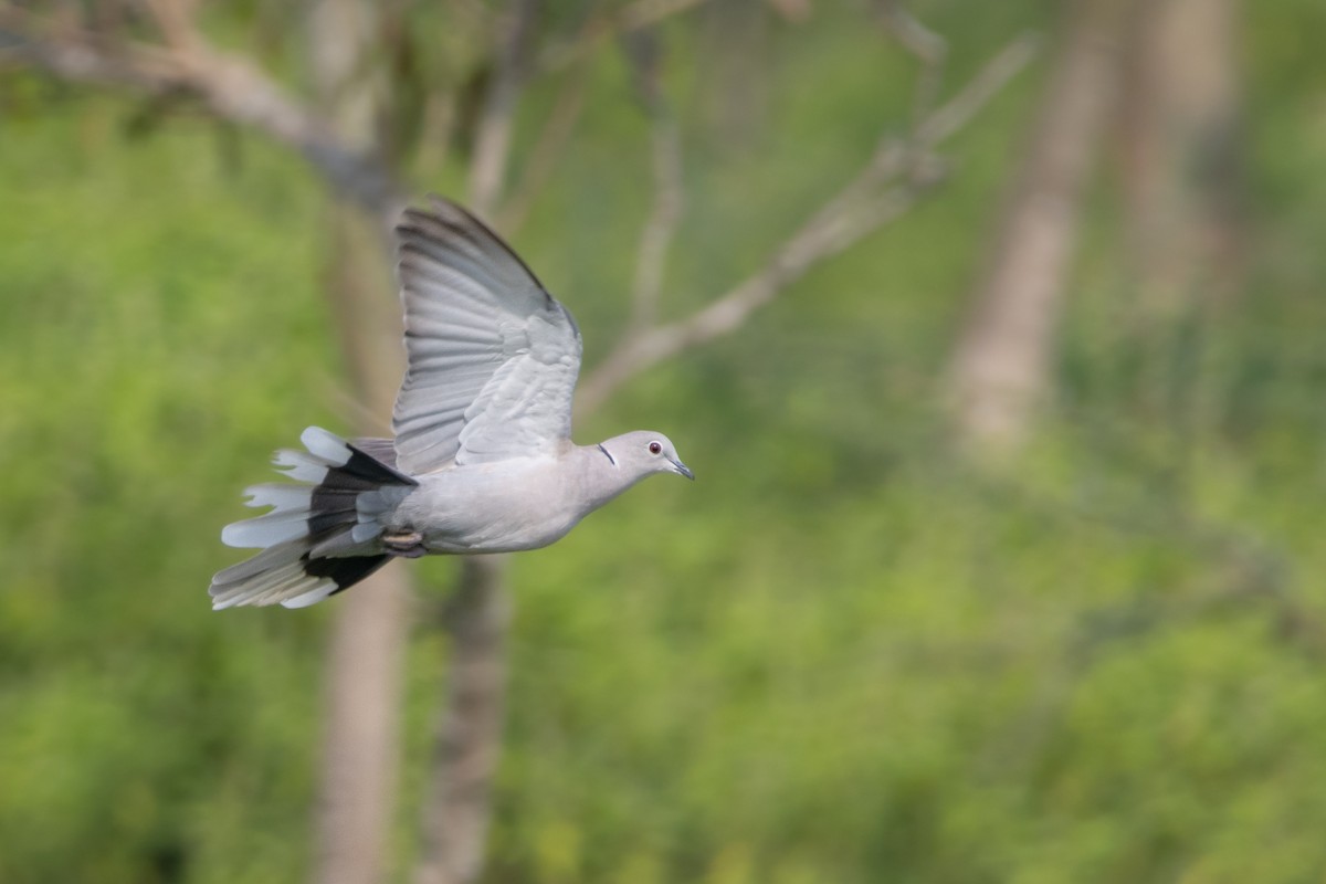 Eurasian Collared-Dove - Vikram S